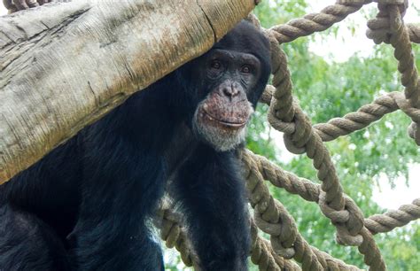 Chimpanzee Potawatomi Zoo