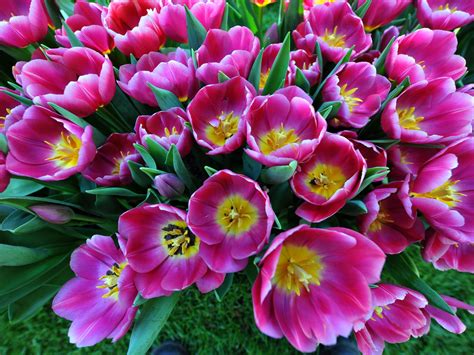 Pink Tulips Flowers Decorative Plants 4k Hd Desktop