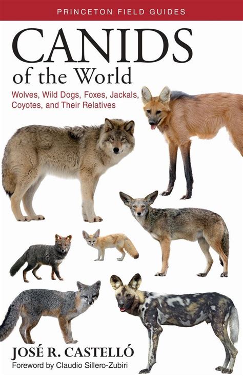 Canids Of The World Wolves Wild Dogs Foxes Jackals Coyotes And