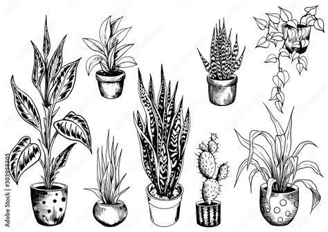 Set Of Potted House Plants Sketch Of Indoor Flowerpots Hand Drawn