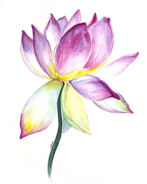 Lotus Flower Watercolor Painting With Images Watercolor Flowers