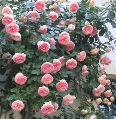 Priyathams Imported Pink Climbing Rose Plant Seed Price in India - Buy Priyathams Imported Pink 