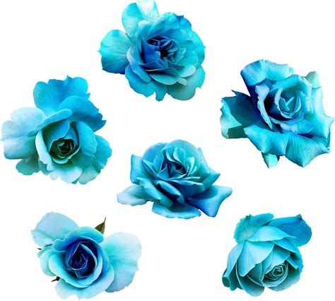 Roses Bleues Tube Fleurs Png Transparent Blue Flowers