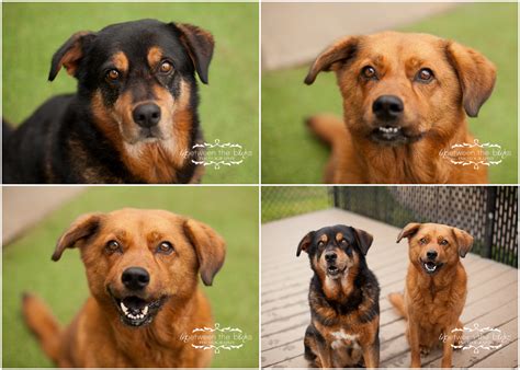 Sometimes, you may find dogs and puppies for free to a good home by an owner who may no longer be able to look after them because of personal circumstances. Dogs for adoption at the Wake County SPCA - Raleigh dog ...