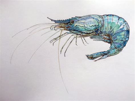 Prawn Drawing Aug 2016 Shrimp Art Seafood Art Sea Creatures Drawing