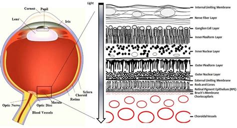 Cross Section Of The Eye The Macula Is Located In The Posterior