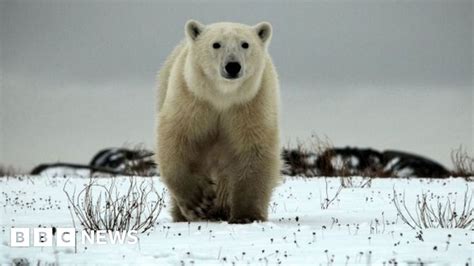 Polar Bear Shot Dead After Attacking Cruise Ship Guard