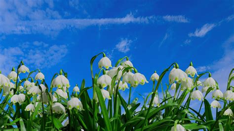 Download 1920x1080 Wallpaper Bloom Blue Sky Flowers Snowdrop Spring