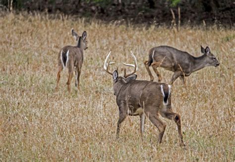 The Best Stands To Hunt During The Rut Deer And Deer Hunting