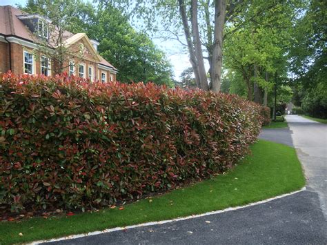 Photinia Instant Hedge just planted - Practicality Brown