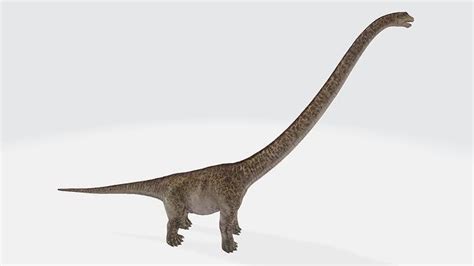 Mamenchisaurus Sauropod Dinosaur 3d Model Cgtrader