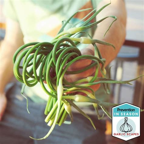 What Are Garlic Scapes How To Use Garlic Scapes