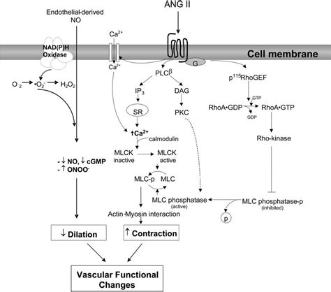 Molecular And Cellular Mechanisms Whereby Ang Ii Influences Vascular