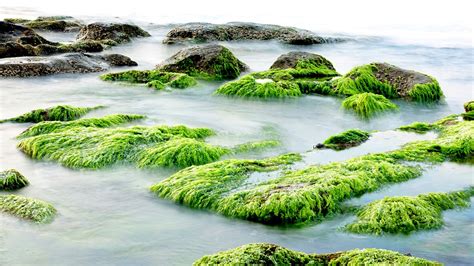 Creating Encounter In Colour Seaweed Lakelight Sanctuary