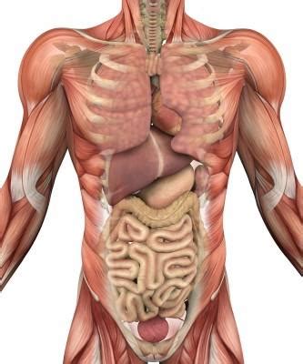 You can use the following text Free Human Body Organs, Download Free Human Body Organs ...