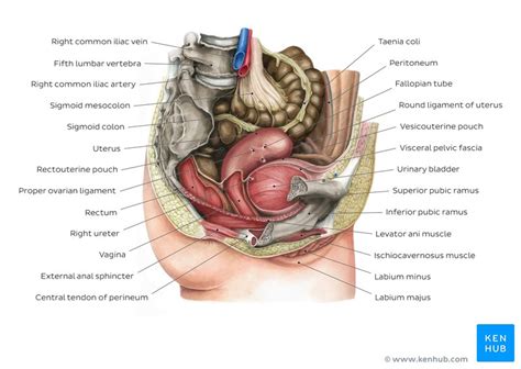 This full color custom medical exhibit features an anterior and sagittal view of the normal anatomy of the female reproductive system, an enlarged anterior view of the left fallopian tube and ovary is. Female Lower Back Anatomy Internal Organs / Structural ...