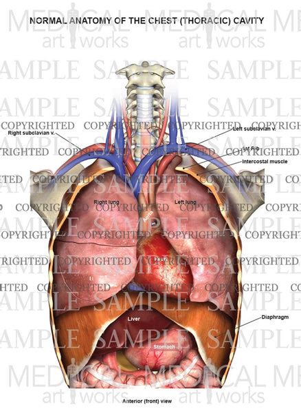 Anatomy Of Chest Chest Anatomy Photograph By Pixologicstudioscience