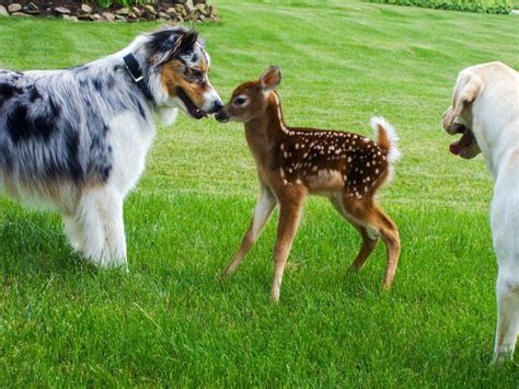 12 Incredible Photos Of Dogs Meeting Other Animals For The