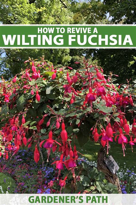 How To Revive A Wilting Fuchsia Plant Gardeners Path