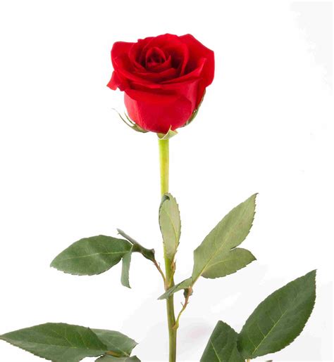 Single red rose wallpaper cell phone. 75+ Single Red Rose Wallpaper on WallpaperSafari