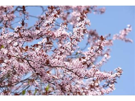 Our trees, with their unique characteristics and elegant unconformity, breathe new life into corporate offerings in a way no other gift can. The Types of Flowering Trees in New England (with Pictures ...