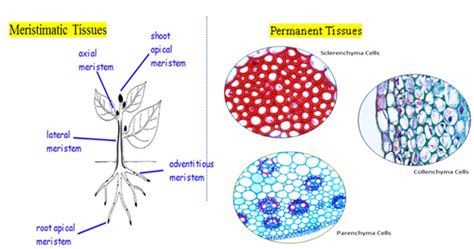 Define Tissue Anatomy