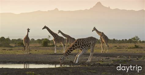 Discover Mount Kenya Wildlife Conservancy Daytrip