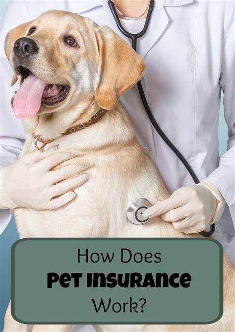 How Does Pet Insurance Work Dogvills