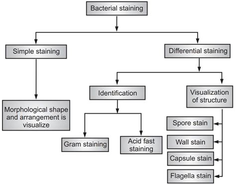 Bacteria Classification Flow Chart