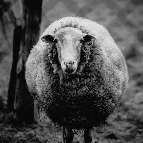 Round Sheep — Aows