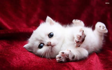 Cute Cats Wallpapers Wallpaper Cave