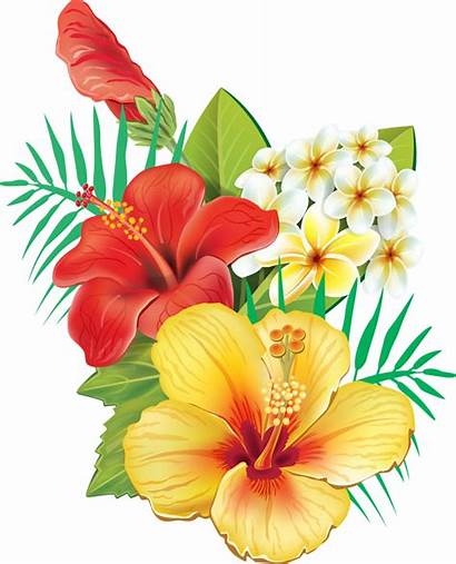 Hibiscus Tropical Flower Flowers Clipart Clip Transparent