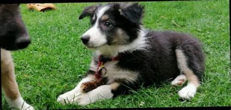 Border Collie Border Colli Welpen Kaufen