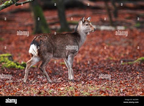 Sika Deer Cervus Nippon Stock Photo Alamy