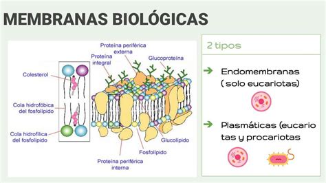 Membranas Biológicas Ingrid Sánchez Udocz