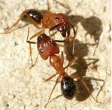 Fumigation For Carpenter Ants Photos