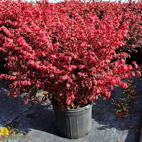 euonymus alatus compacta burning bush from home nursery