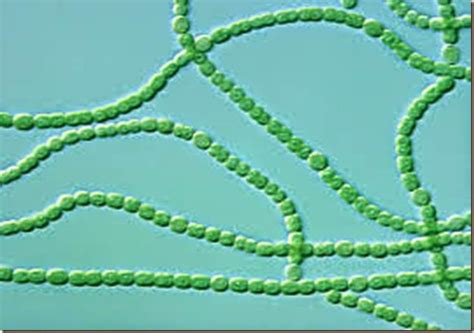Cyanobacteria Alchetron The Free Social Encyclopedia