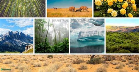 Different Types Of Ecosystems And Characteristics Earth Reminder