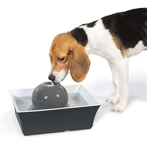 12 Dog Water Fountains The Best Dog Water Fountains For Your Pup