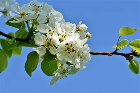 White Cherry Blossoms Apple Blossom Blossom Bloom Apple Tree