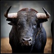 This is Toro. Toro is the biggest bull ever born. He has razor tusks ...