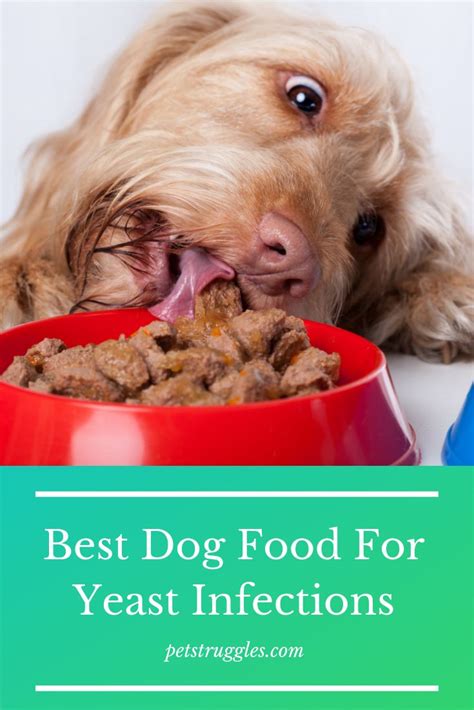 Top 12 Best Dog Foods For Yeast Infections Dog Food Recipes Best Dog