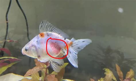 Red Spots On Goldfish Symptoms Causes Treatments