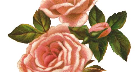 Antique Images Pink Rose Stock Image Vintage Shabby Flower Clip Art