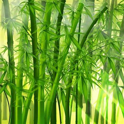 Bamboo Forest Japan Iphone Bamboos Wallpapers Desktop