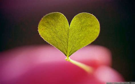 Nature Heart Wallpapers Top Free Nature Heart Backgrounds