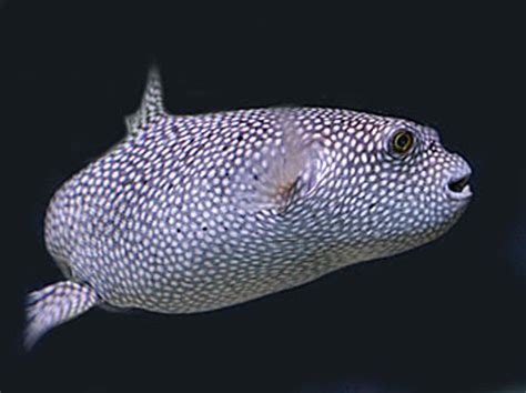 Spotted Puffer Fish