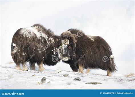 Two Large Powerful Musk Oxen Fighting In Winter Stock Photo Image Of