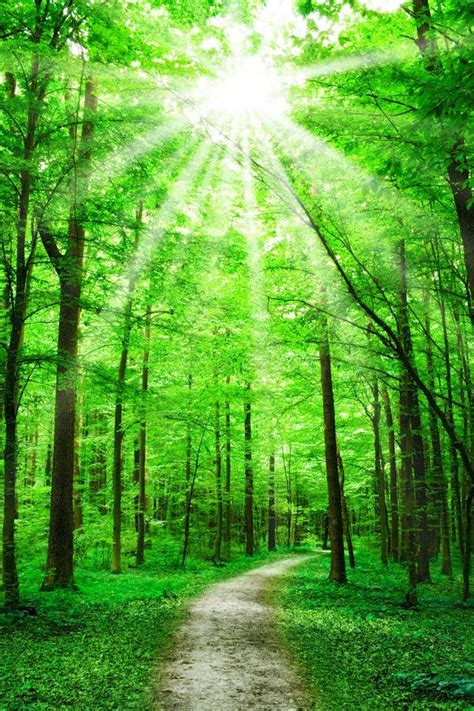 Natur Pfad Im Wald Mit Sonnenschein Stockfoto Bild Von Zweige Bahn